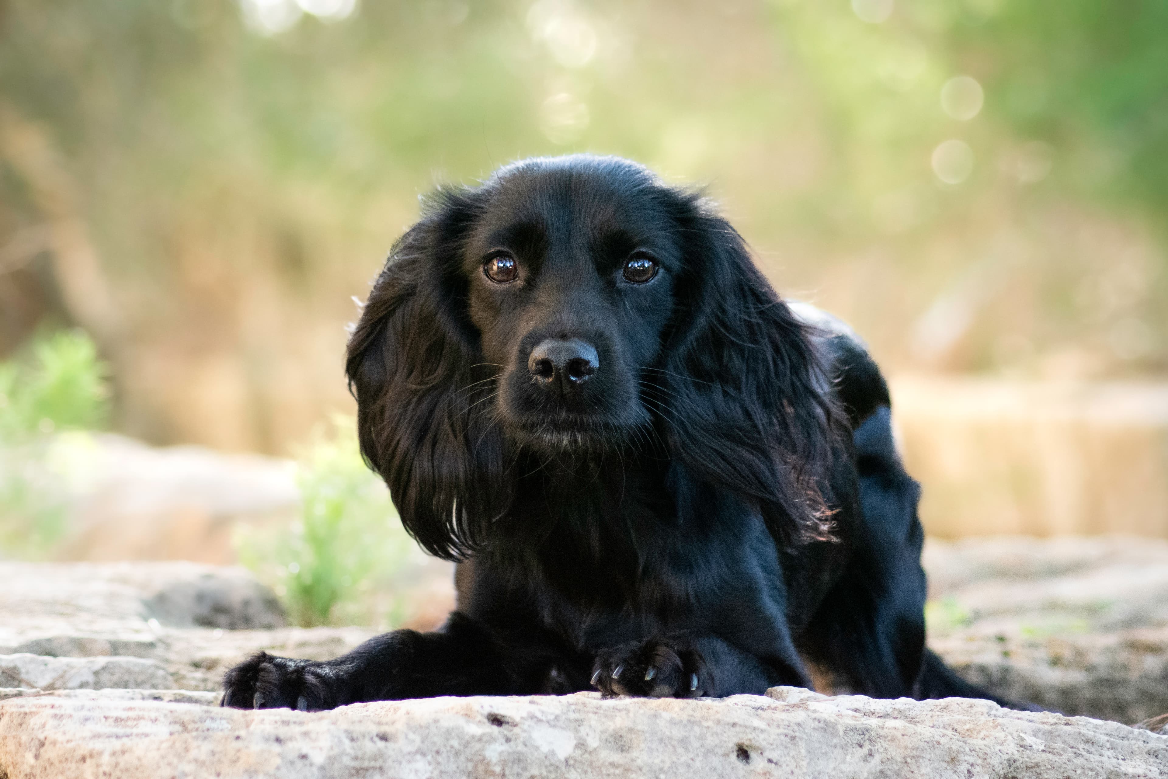 Delta, Working Cocker Spaniel de líneas de trabajo de Mar de L'Illa Working Shelties en Mallorca