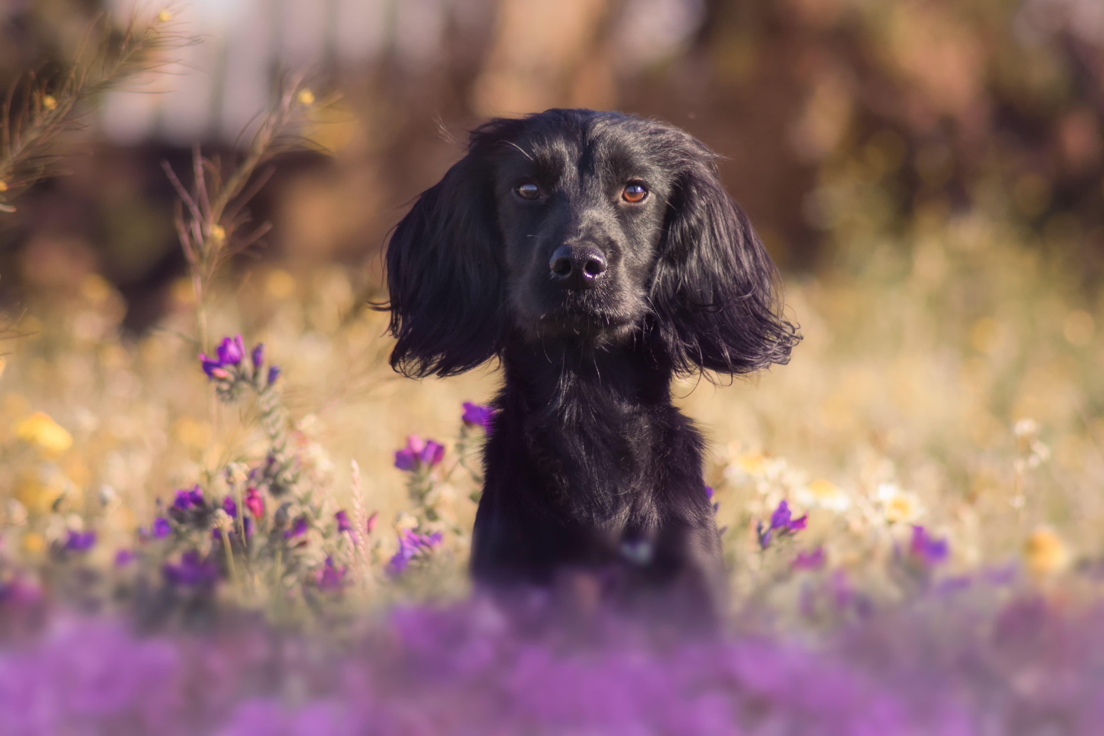 Eco, Working Cocker Spaniel de líneas de trabajo de Mar de L'Illa Working Shelties en Mallorca