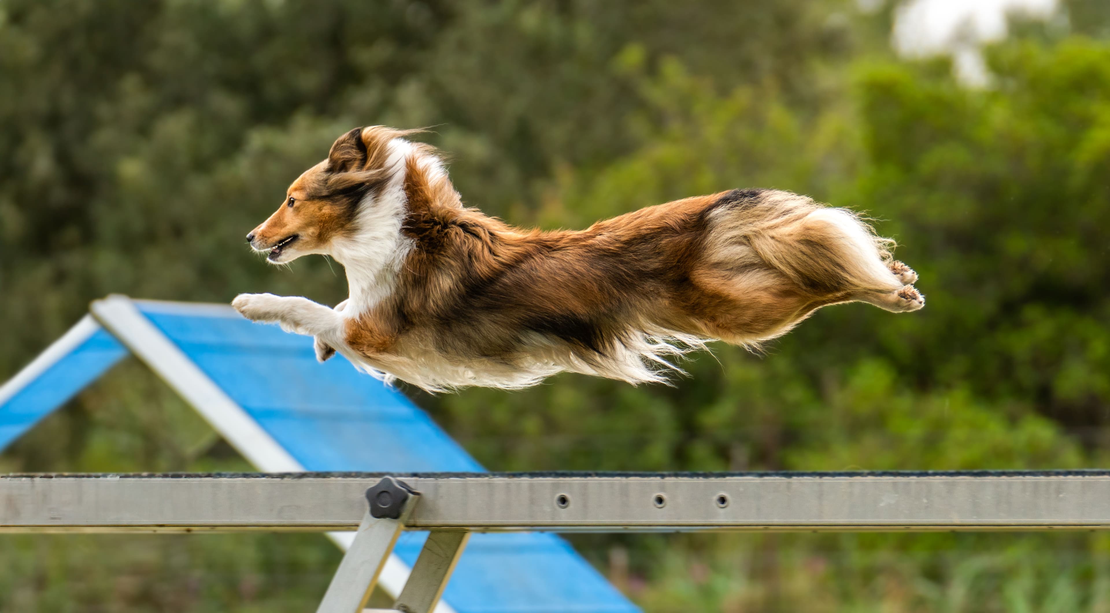 Maui, Pastor de Shetland de Mar de L'Illa, durante una prueba de Agility en Mallorca