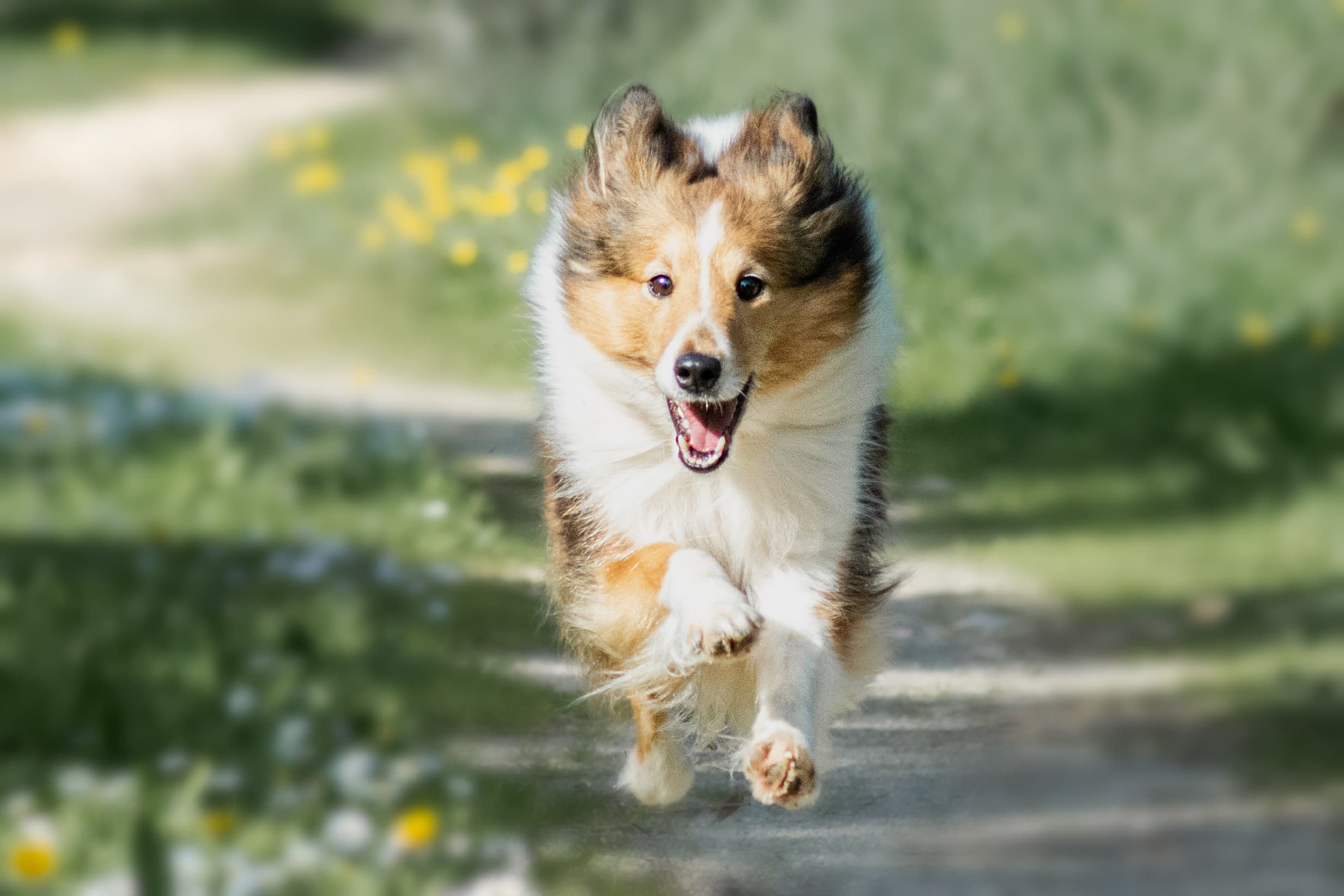 Maui, Pastor de Shetland de líneas de trabajo de Mar de L'Illa Working Shelties en Mallorca