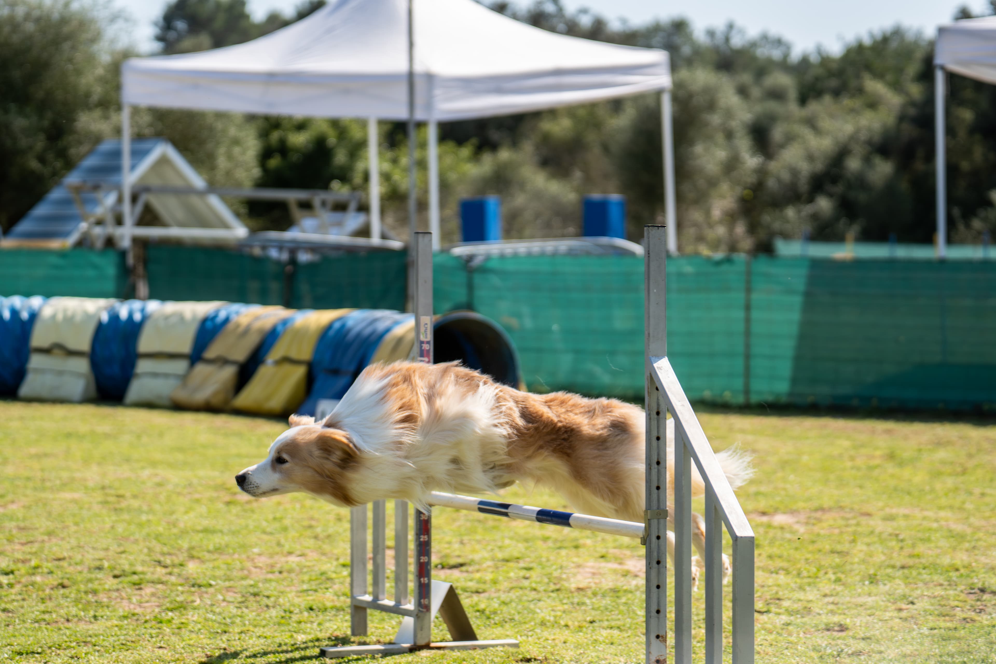 Nui Nui, Border Collie de líneas de trabajo de Mar de L'Illa Working Shelties en Mallorca