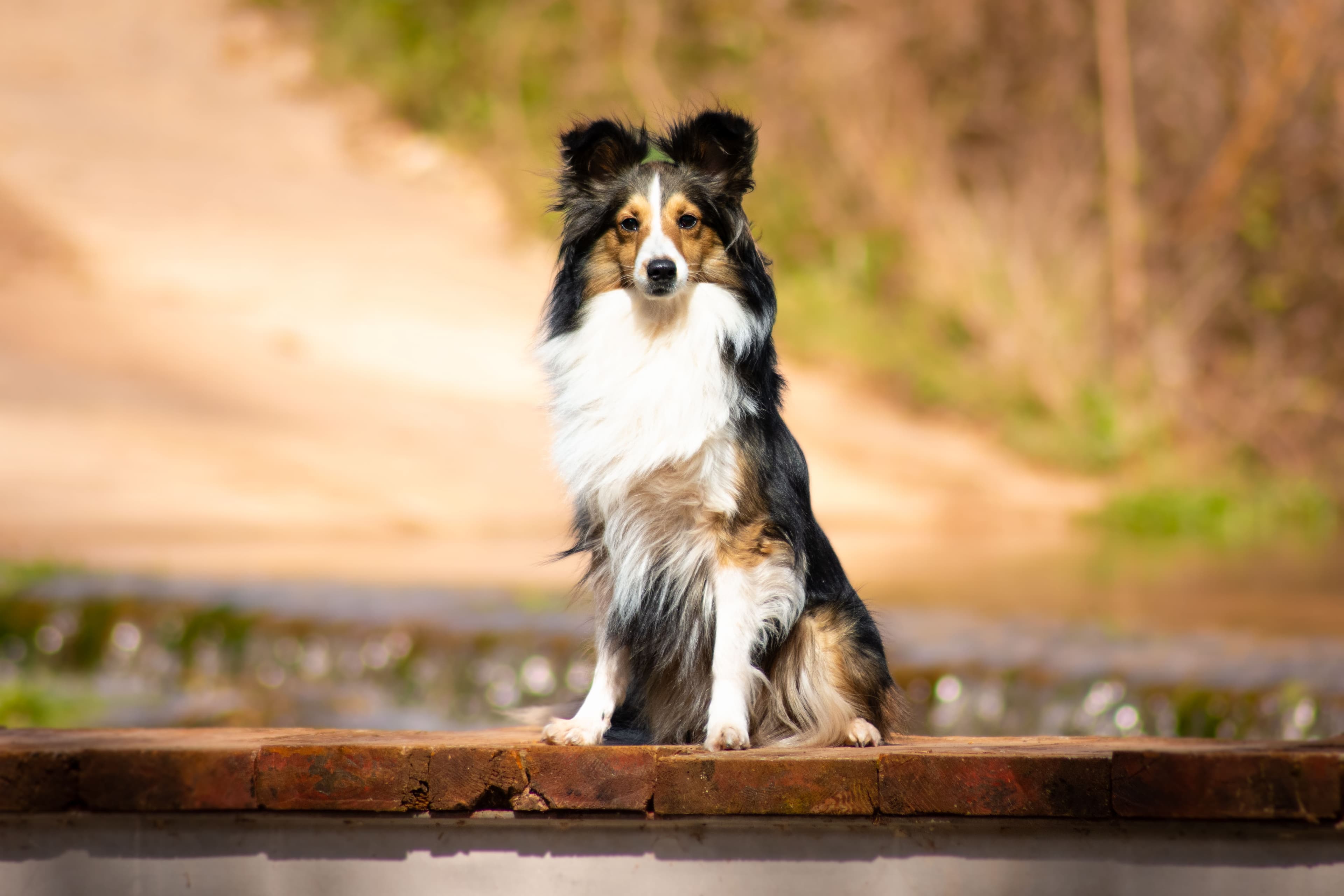 Raksha, Pastor de Shetland de líneas de trabajo de Mar de L'Illa Working Shelties en Mallorca